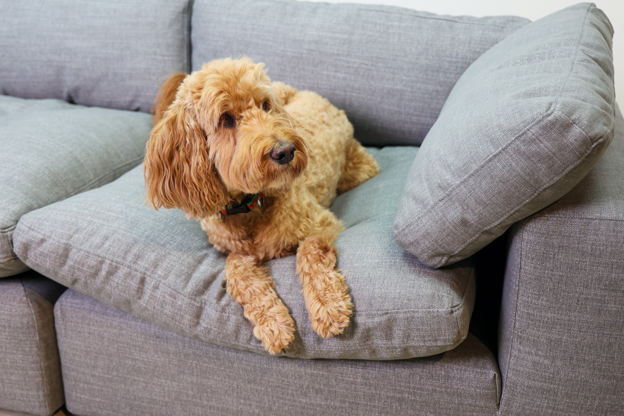 Zoey Grey Cloud Sectional